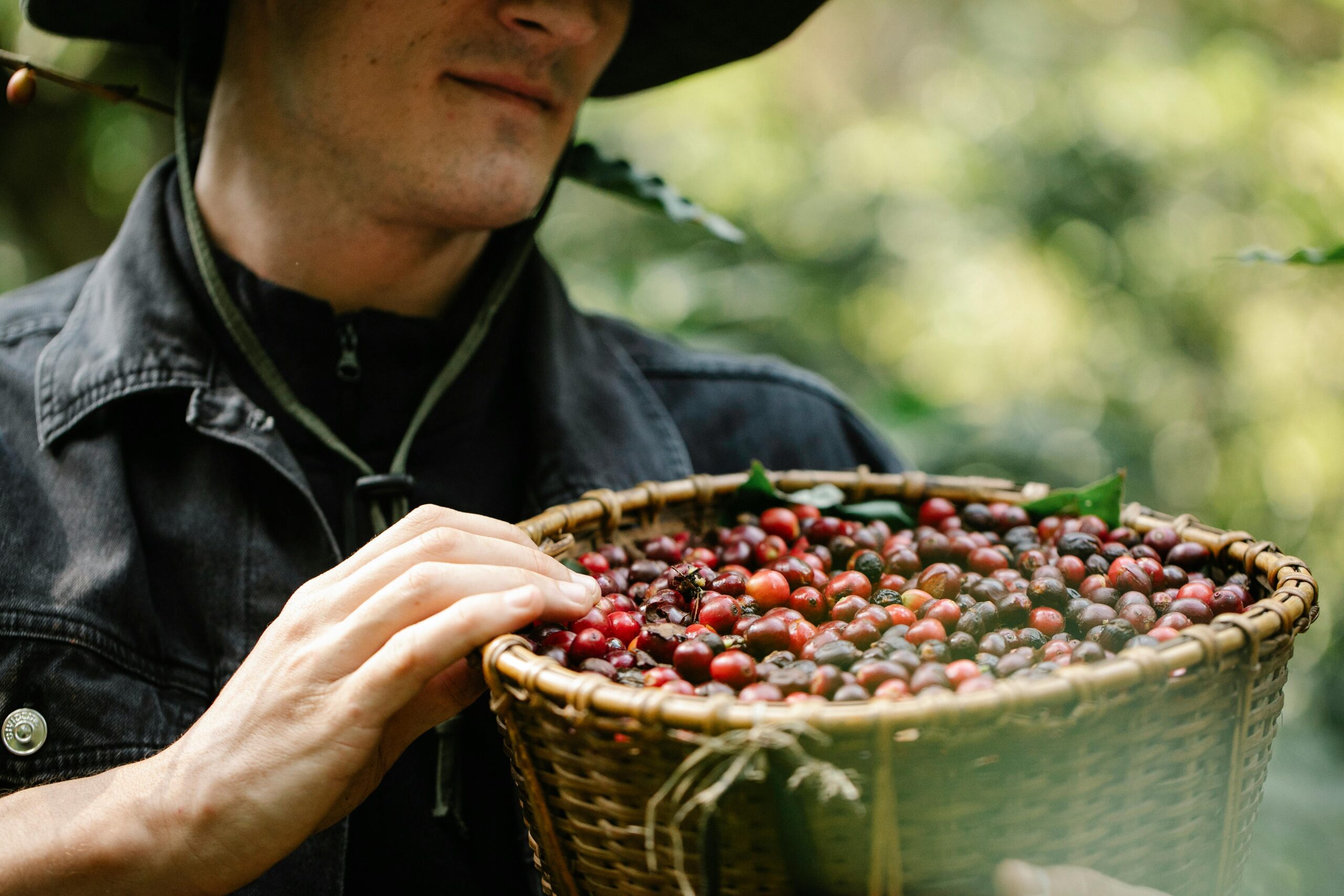 Close-up of a farmer collecting ripe coffee cherries in a wicker basket on a farm.