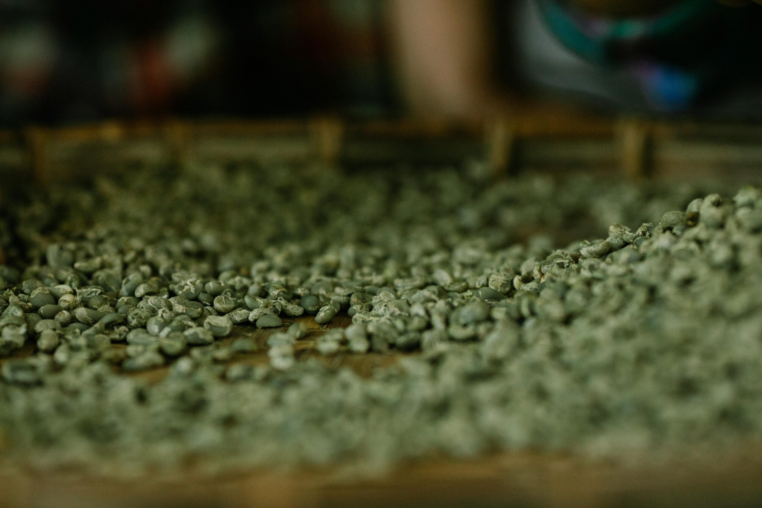 Detailed shot of raw green coffee beans scattered on a wooden table, ready for processing.