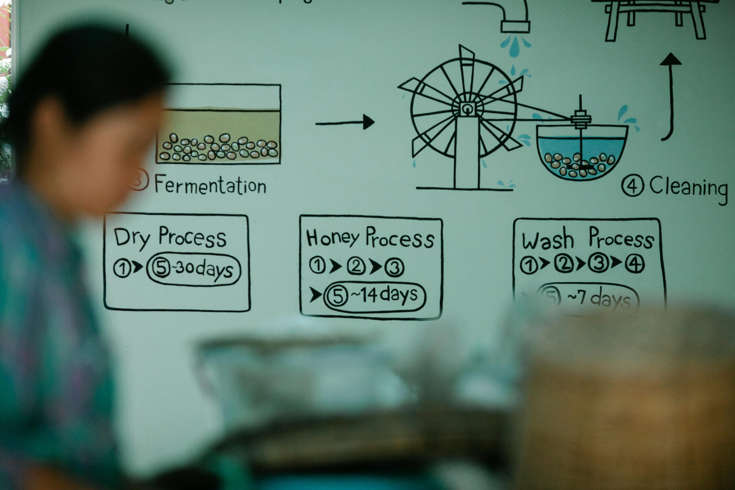 Whiteboard illustration of coffee processing steps with blurred figure in foreground.